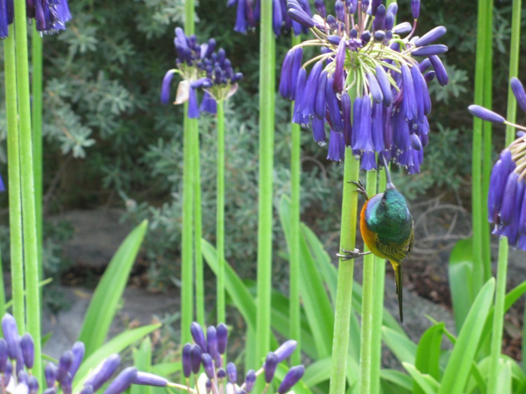 Kirtstenbosch Botanical Gardens