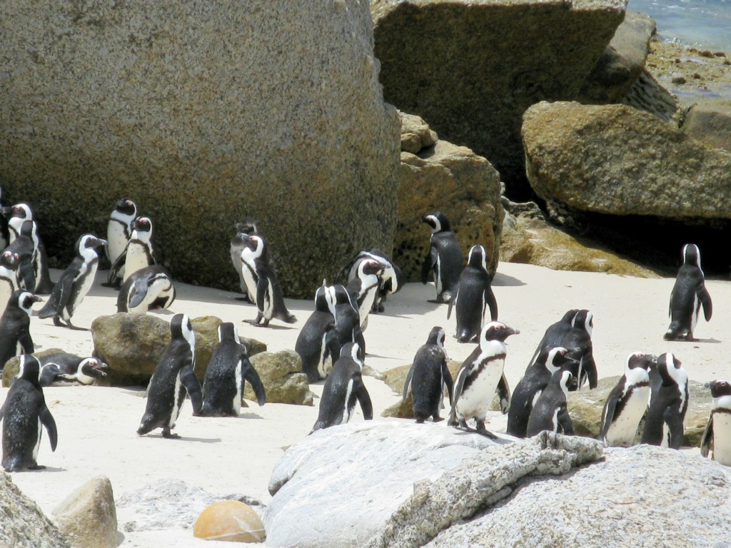 Penguins