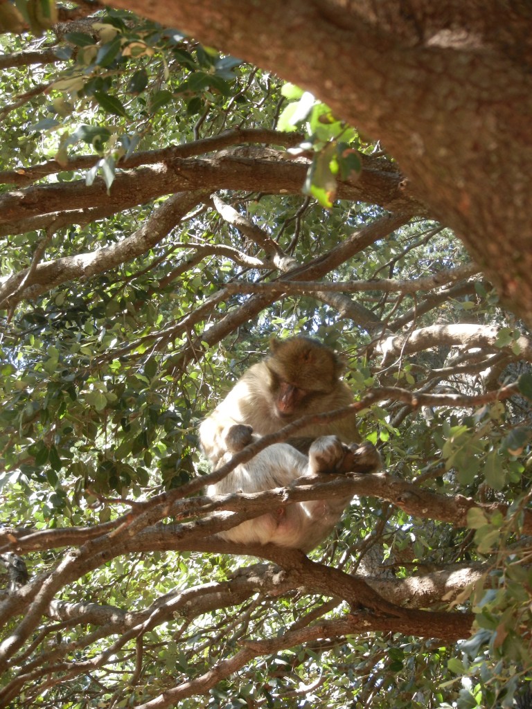 day4cedarwoodforestmonkeyintree