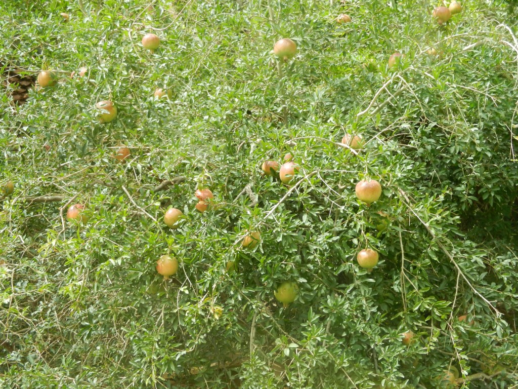 todragorgepomegranates