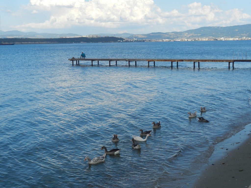 aegeanseaducksfrombusgoingcantoistan