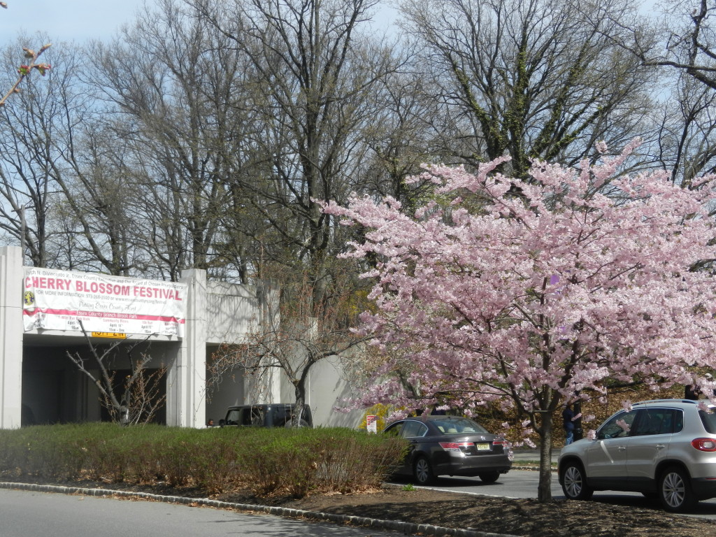 cherryblossomfestivalentrance