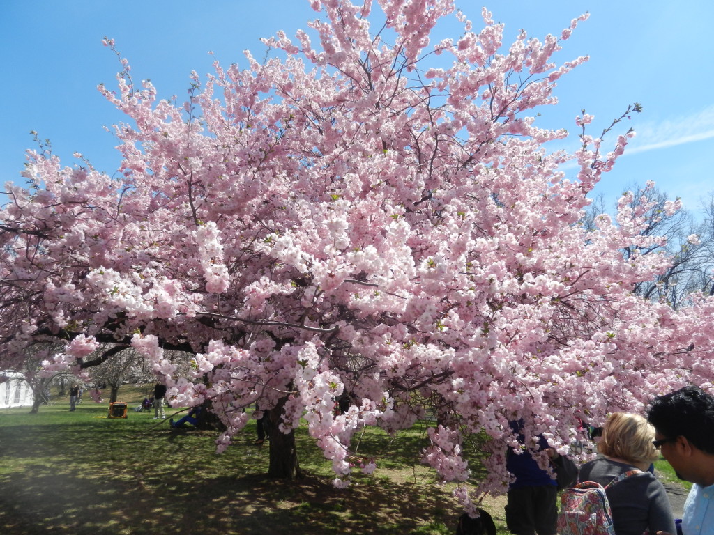 newarkcherryblossomfestical