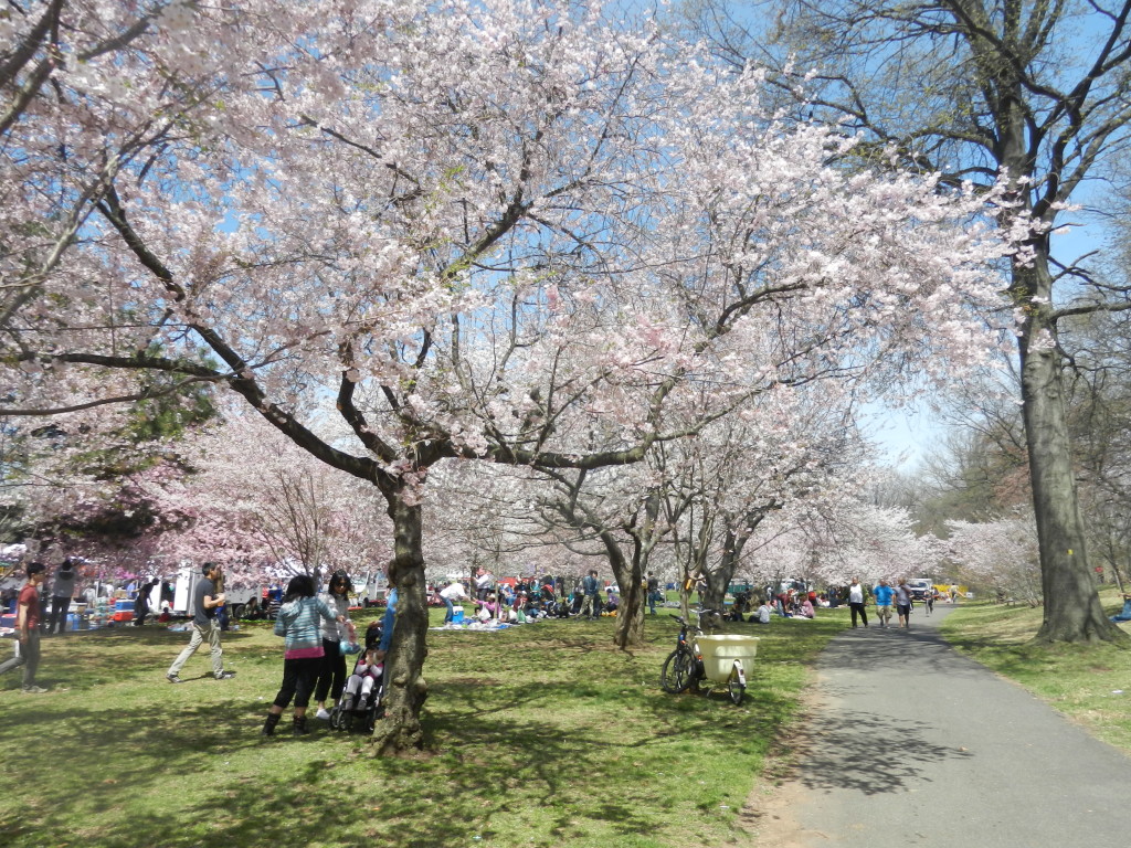 newarkcherryblossomfestival