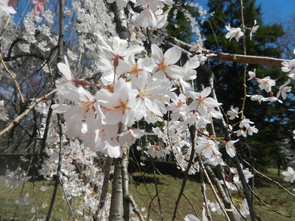 whitecherryblossomsclose