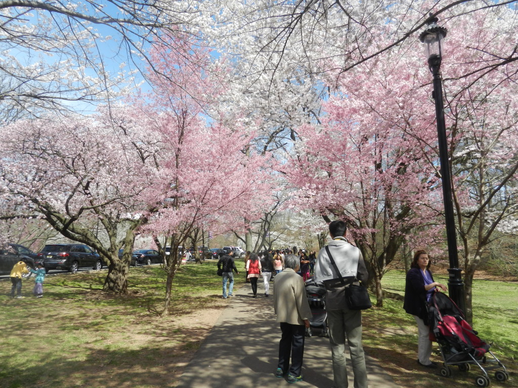 lightpinkcherryblossomtreesbranchbrookparknewark