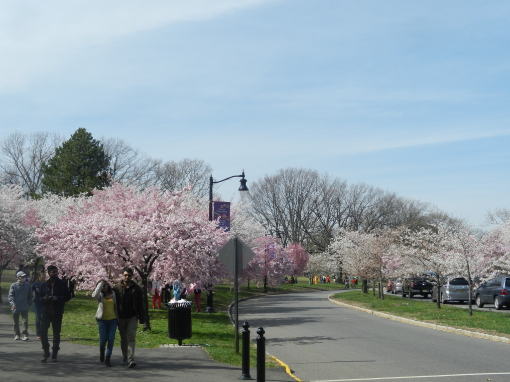 cherryblossomfestival_leaving