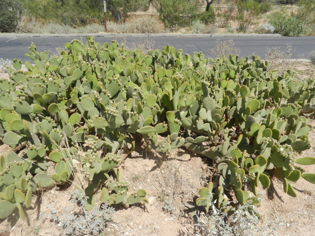 shortcacti