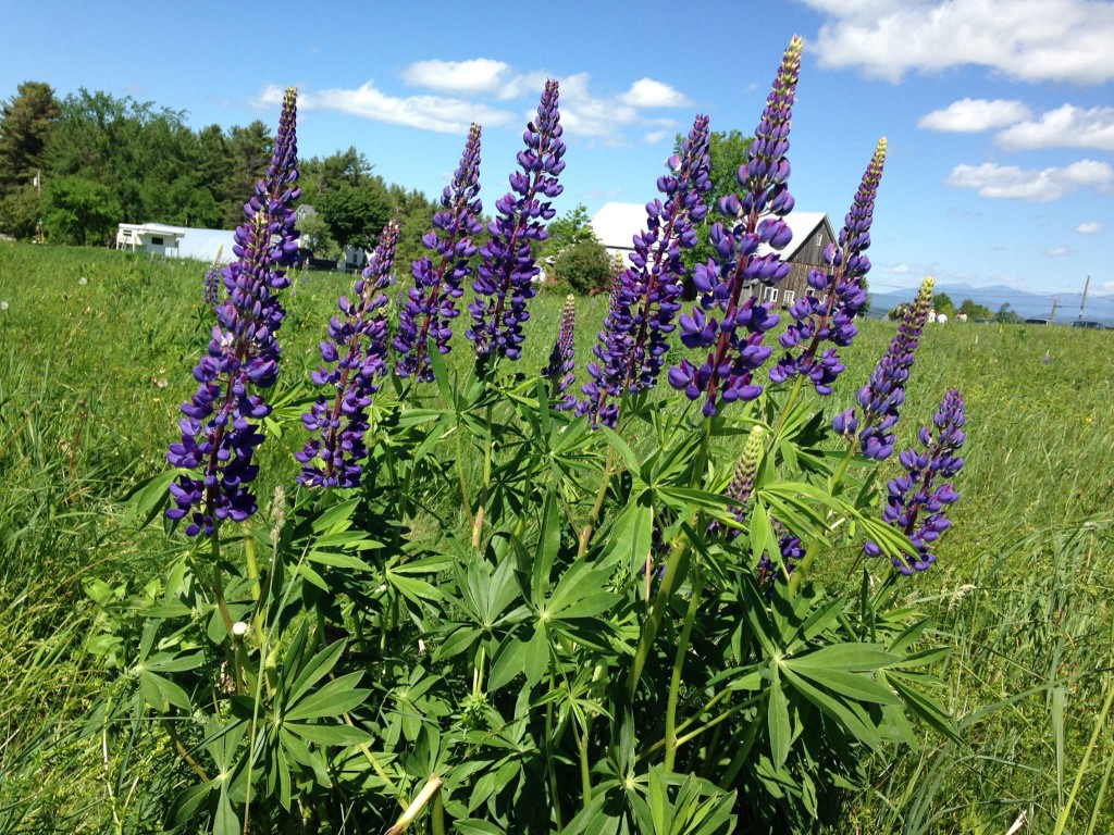 lupinefestivalnh