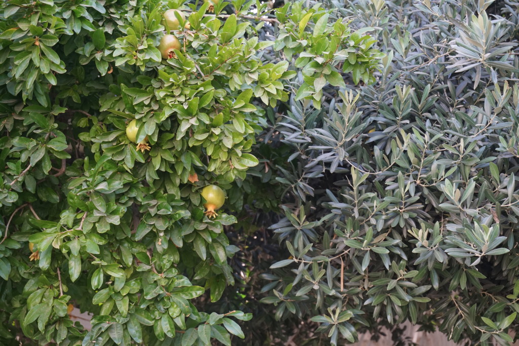 pomegranatetree