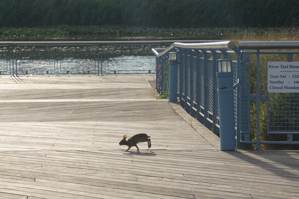 rabbitriverwalk