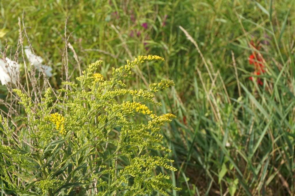 refugeyellowredflowers