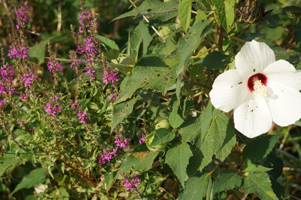 refugesmallpurplewhiteflowers