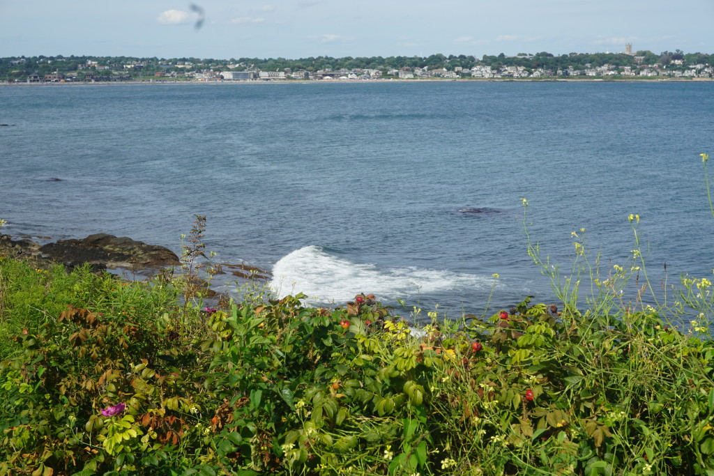 cliffwalkcloseflowerswaveshouses