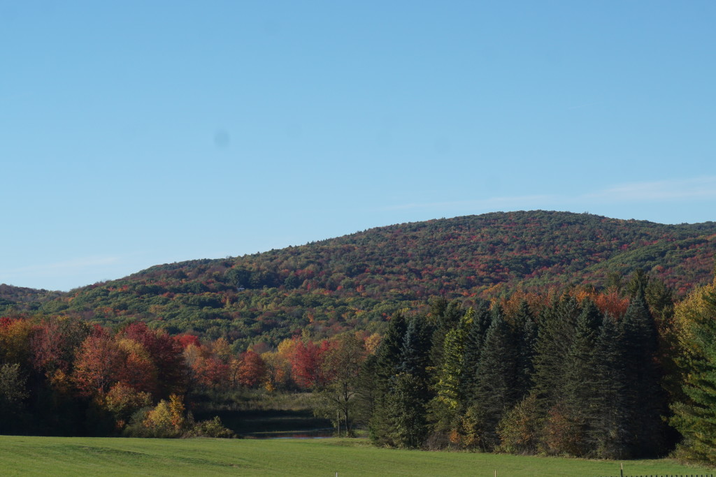 foliagemountainstrees