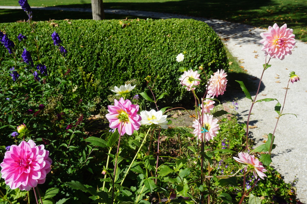 mountflowers