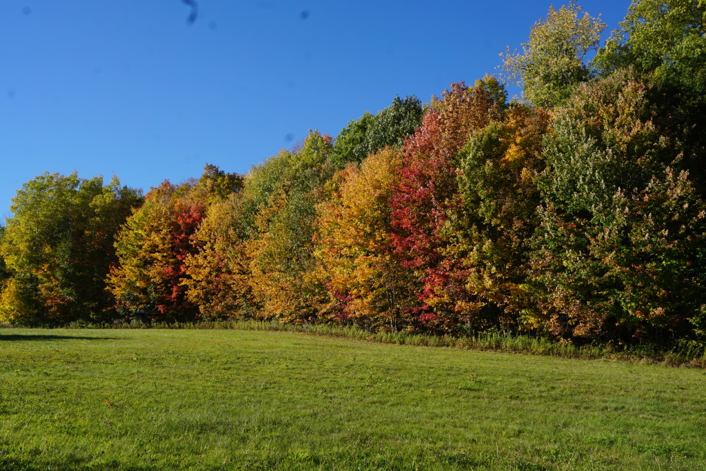 hancocktrees