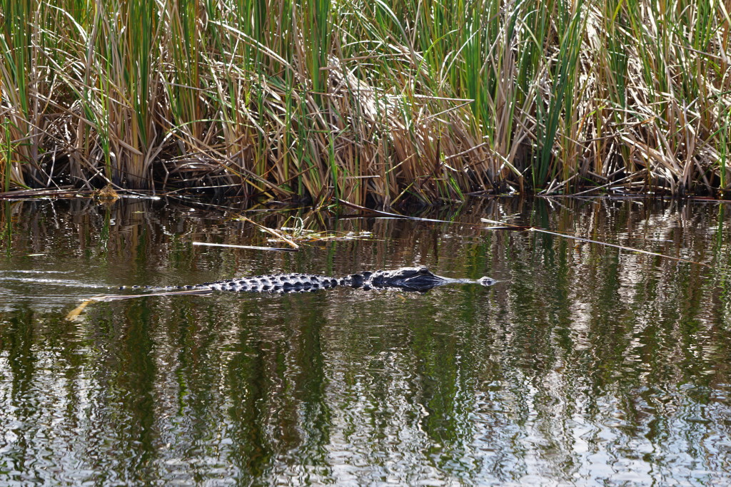 crocwhole