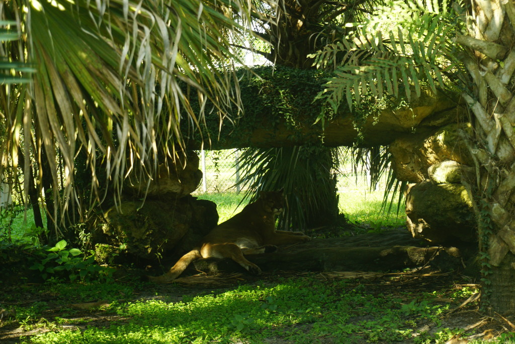 lionatflamingogardens