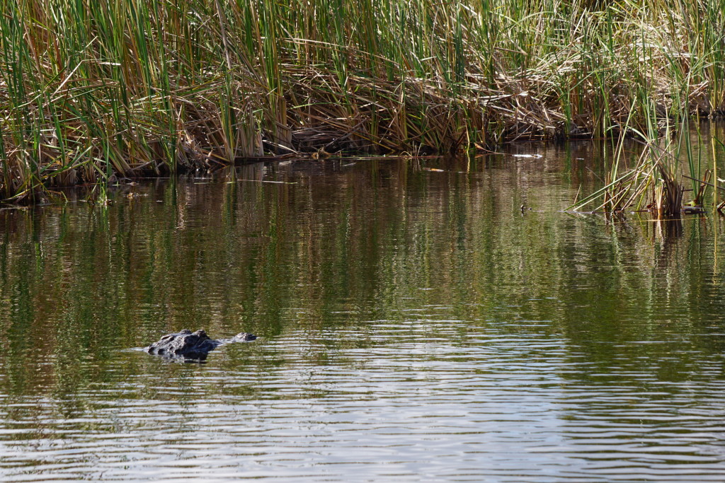 evergladesaligator