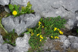 burrenflowers