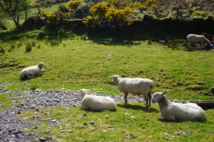 countrysidesheep