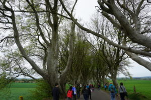 darkhedges1