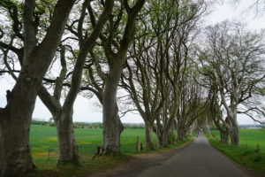 darkhedges2"