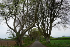 darkhedges3