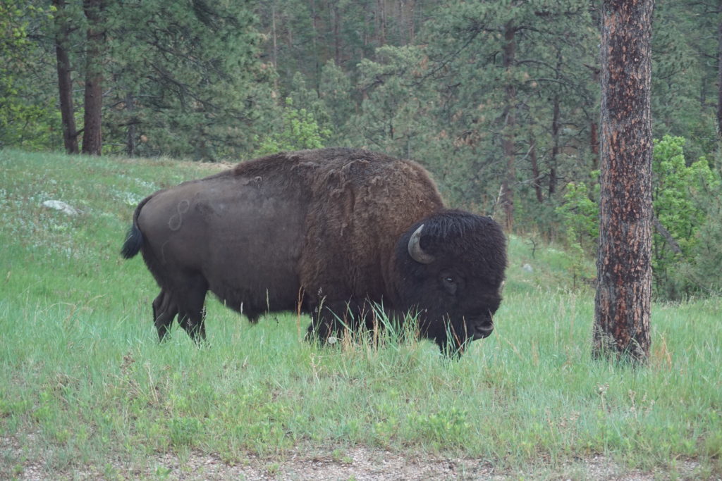 buffalocuster