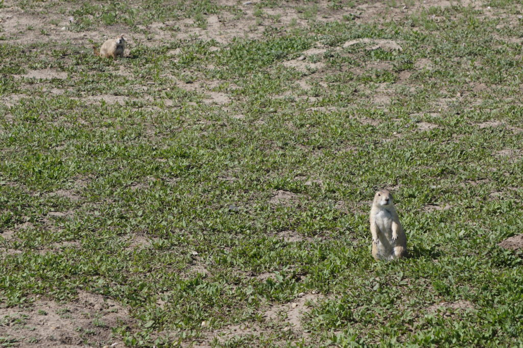 prairiedog