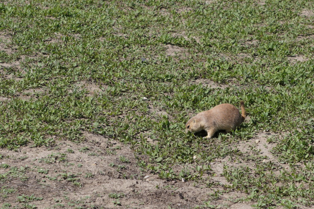 prairiedog