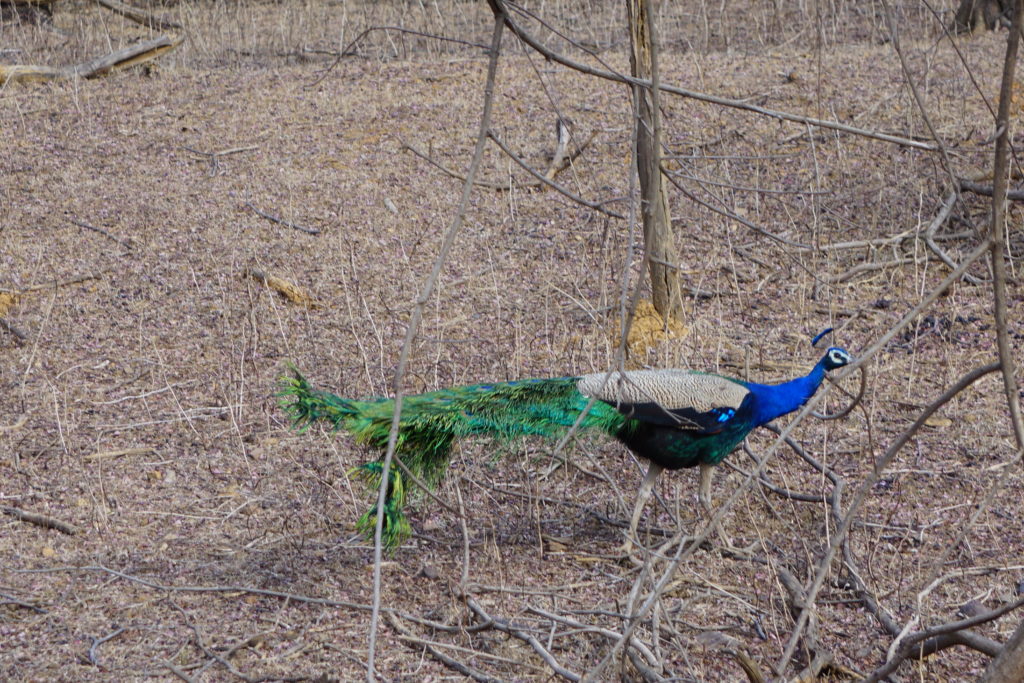 peacock