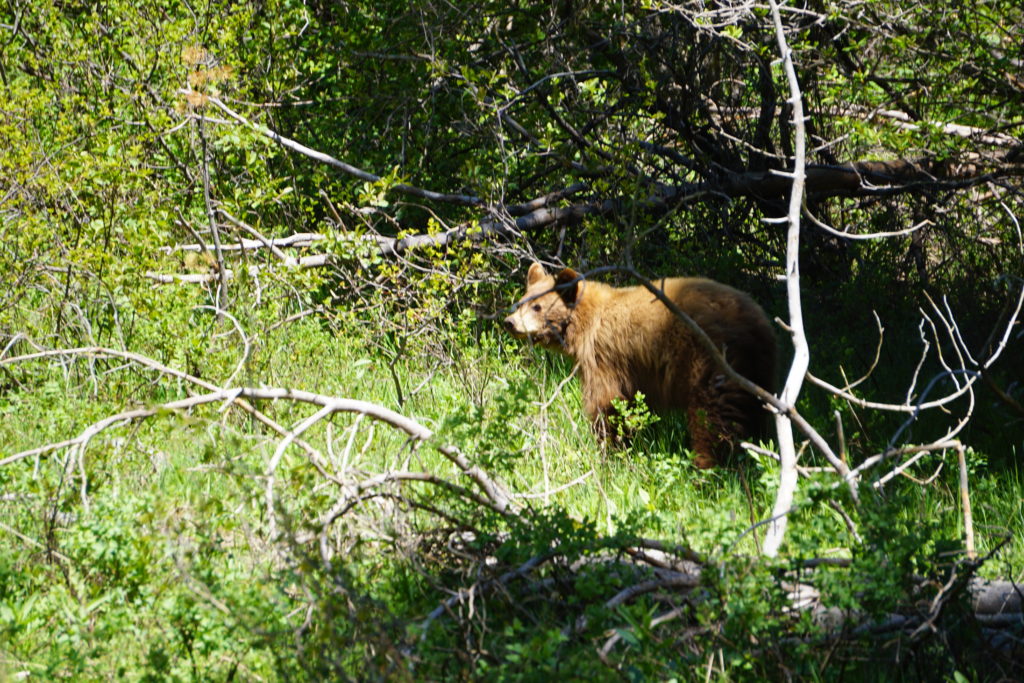 grizzlybear