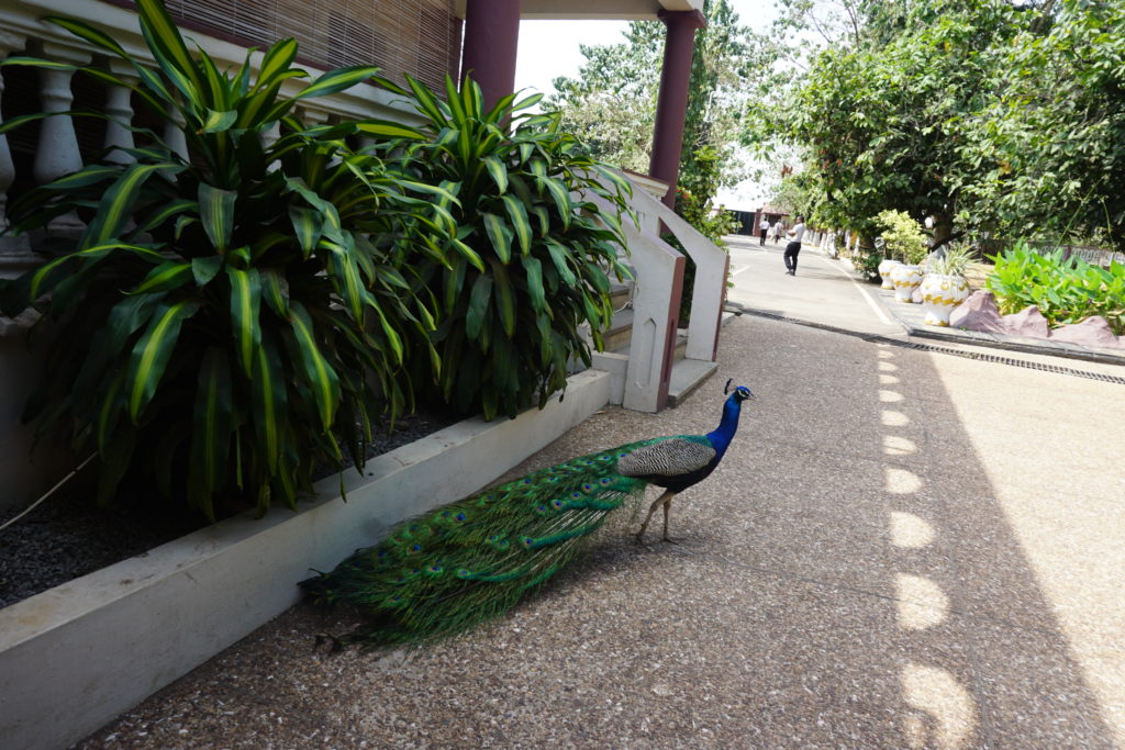 palacepeacock