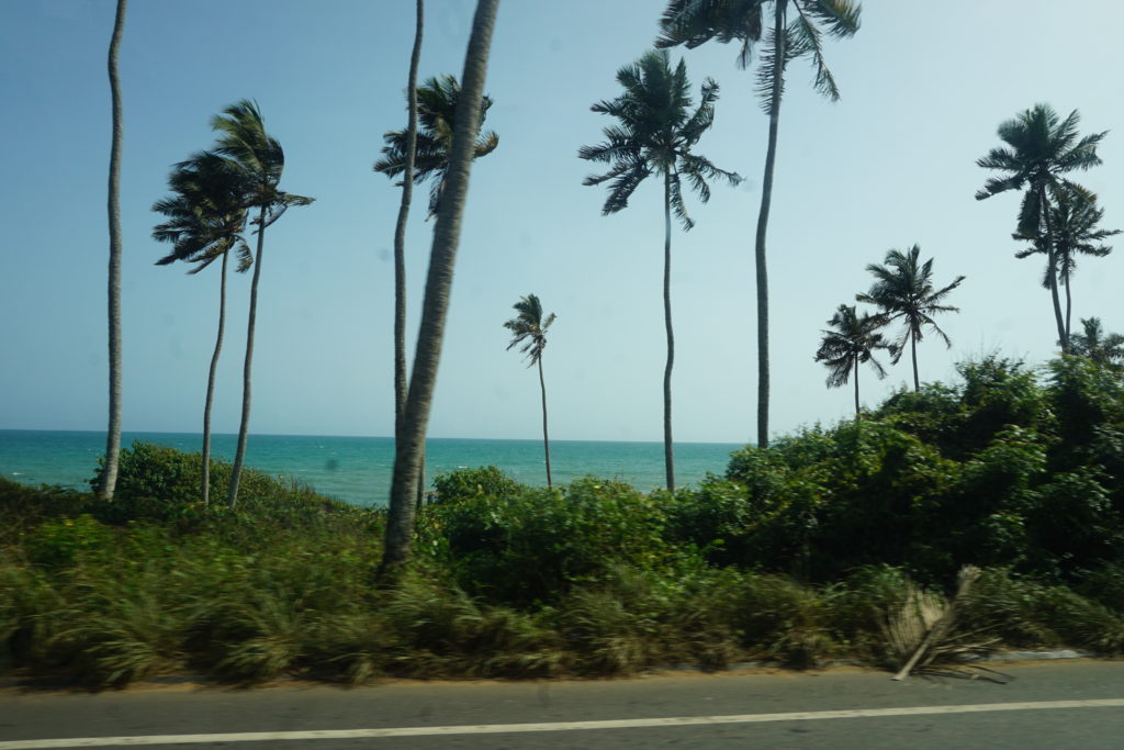 capecoastpalmtreesocean