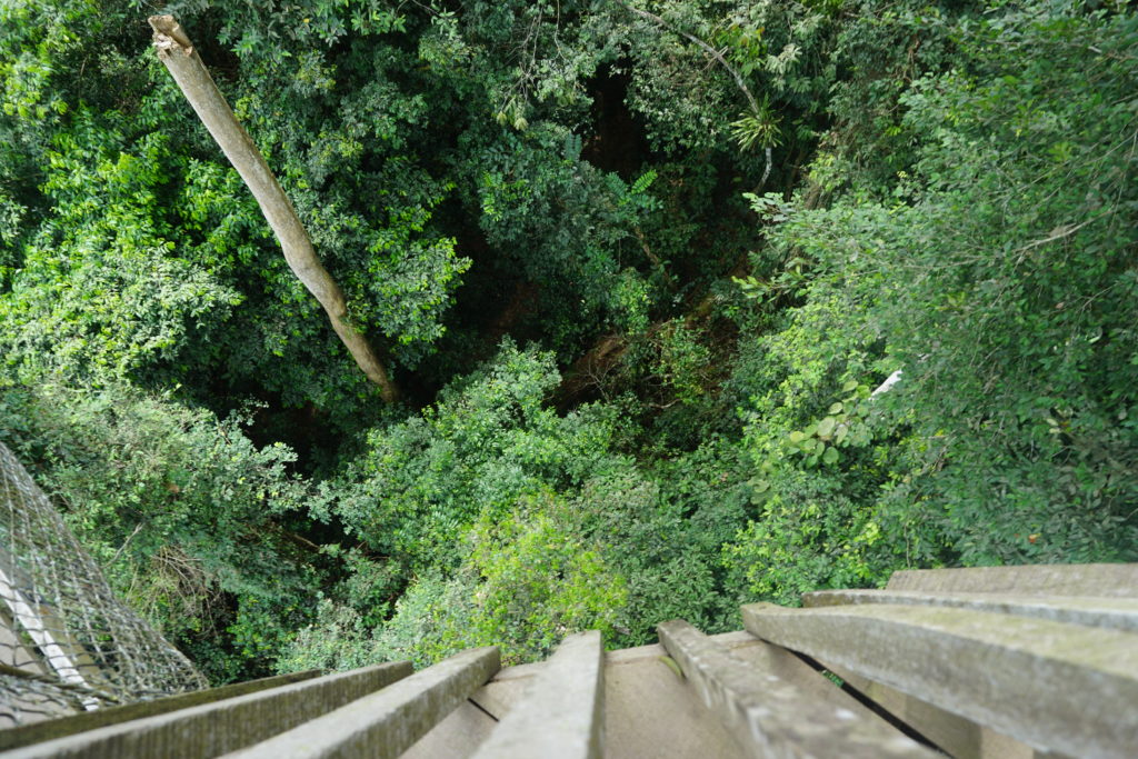 lookdownintoforestfrombridge