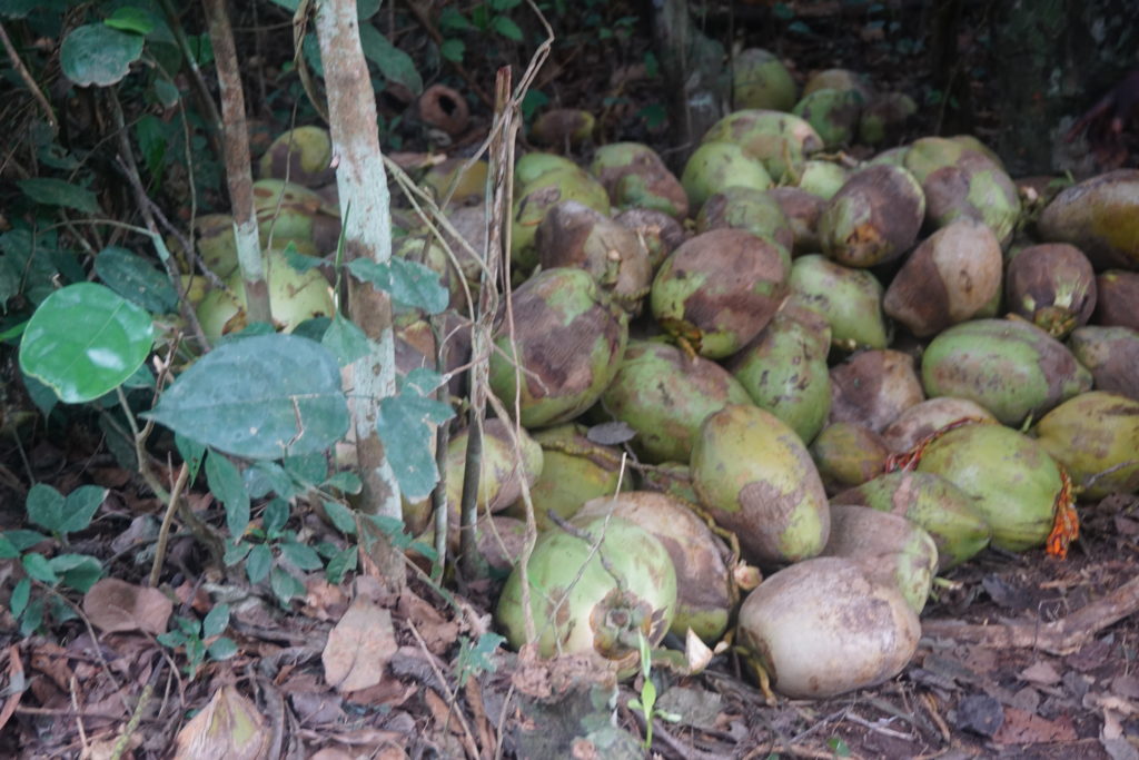 coconutsbeforeexitkakumforest