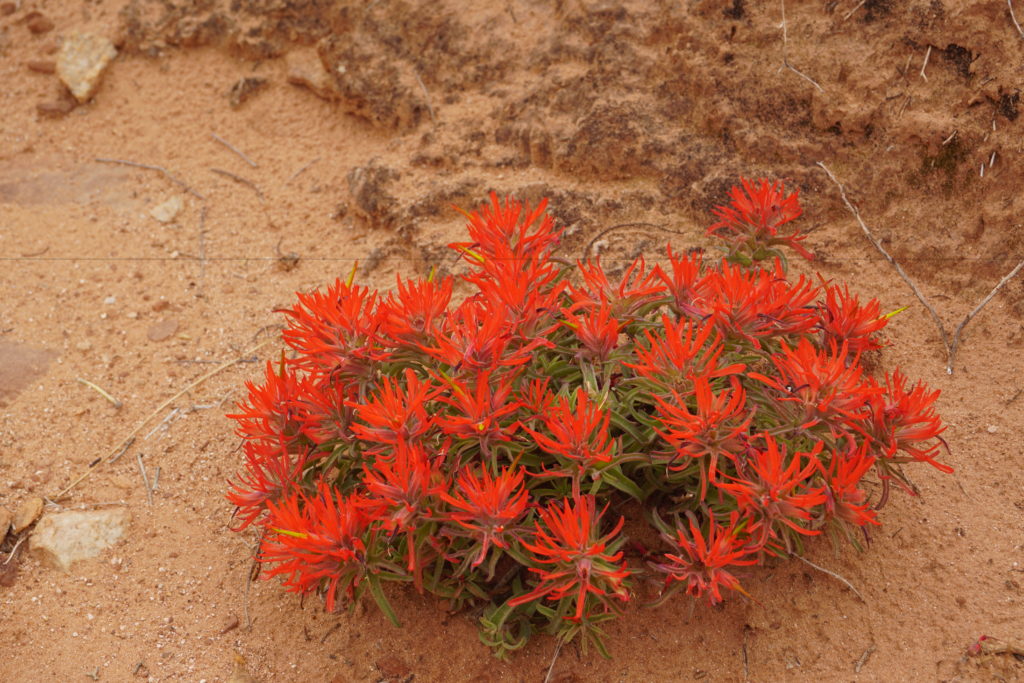 orangeflowers