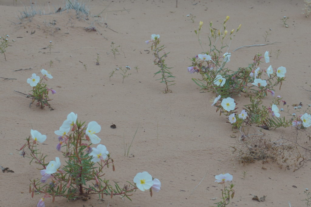 whiteflowers