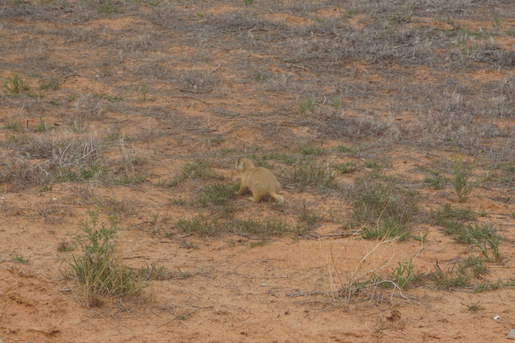 prairiedog