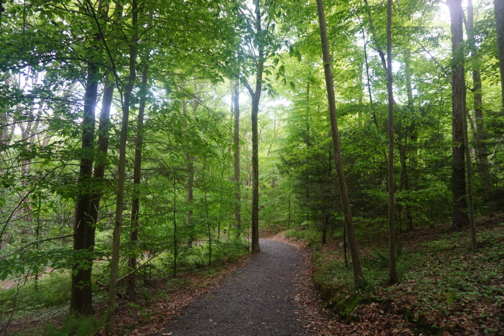 poconosforestwalk