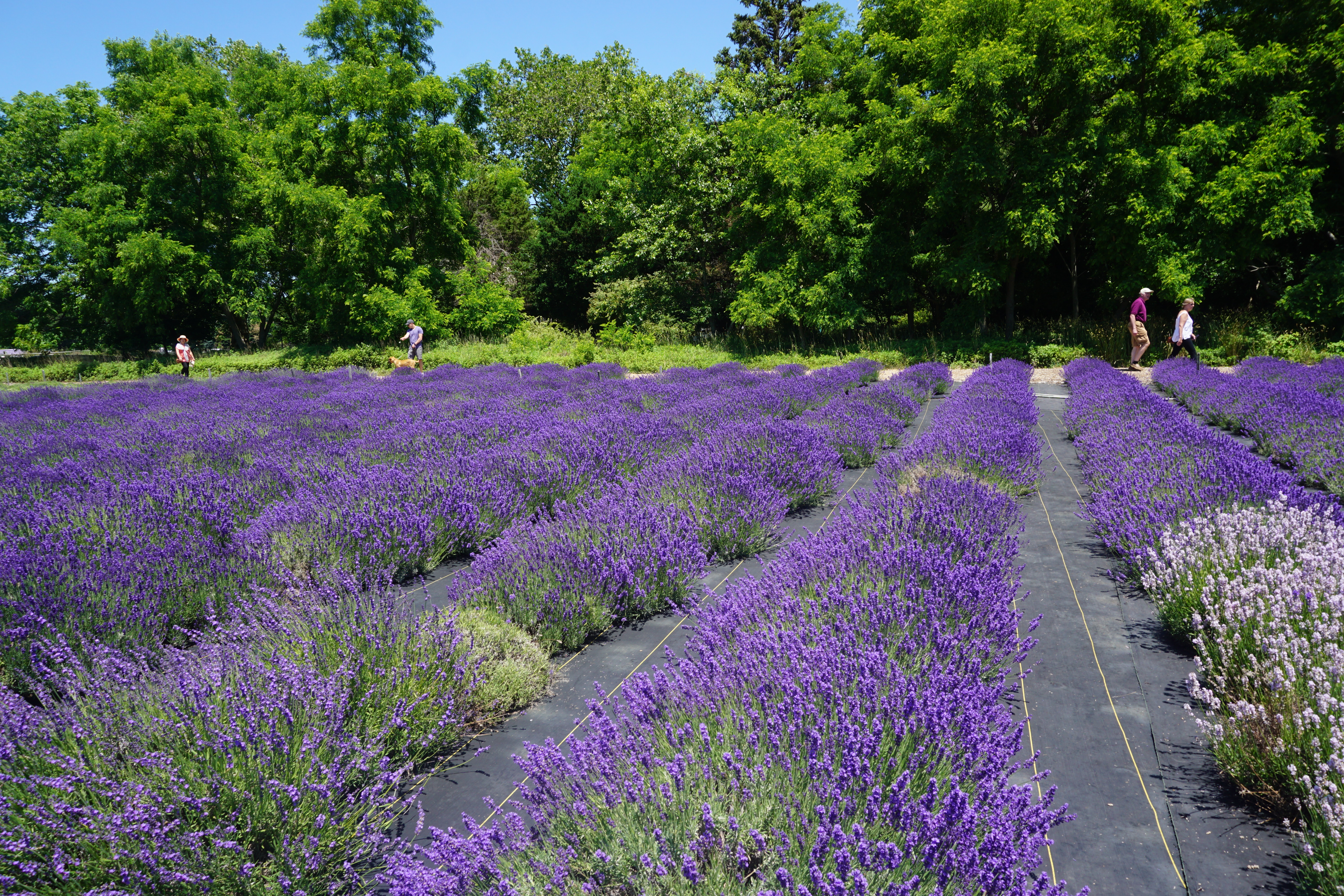 Vegan Travel - A Weekend Getaway to Long Island, New York