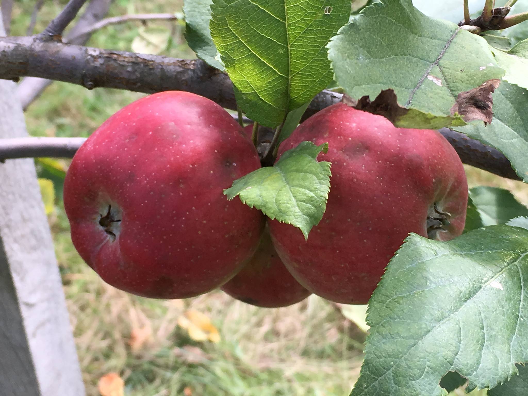 Vegan Travel - A Fall Day Trip To Johnny Appleseed Country(central Massachusetts)