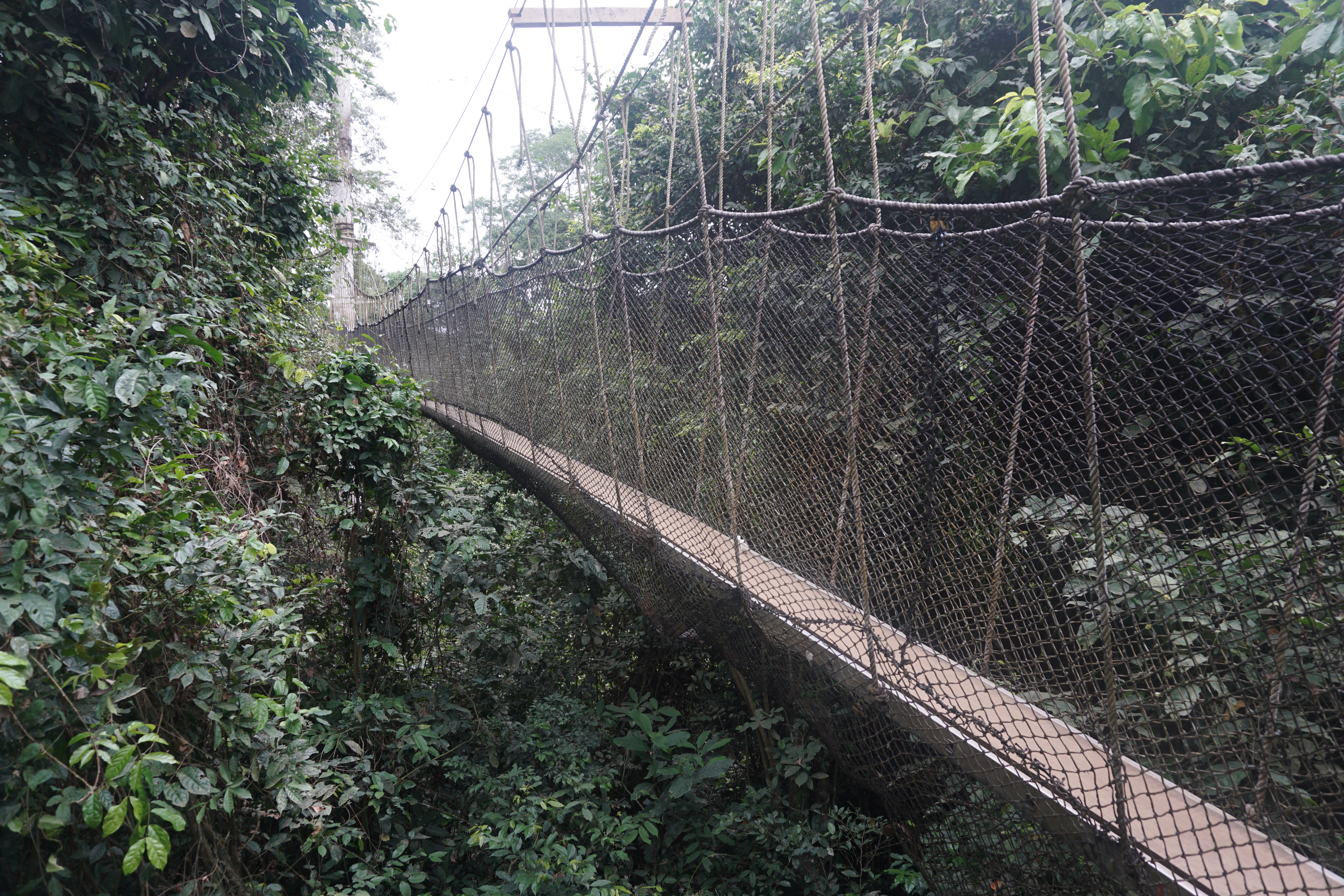 Vegan Travel -  Adventure on the Canopy Walk at Kakum National Park, Ghana