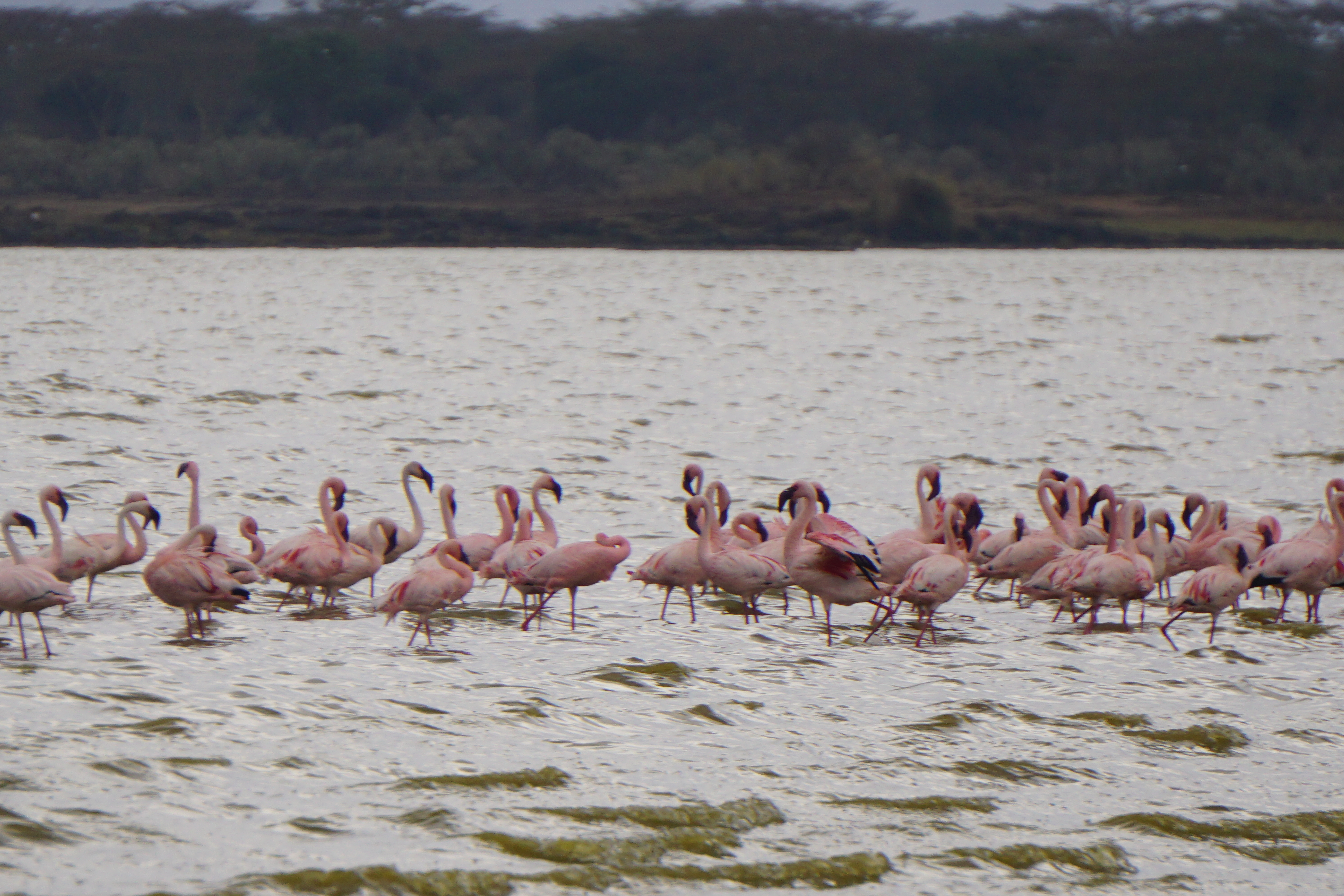 Vegan Travel - My Kenya Trip to Soysambu Conservancy and Lake Elementaita