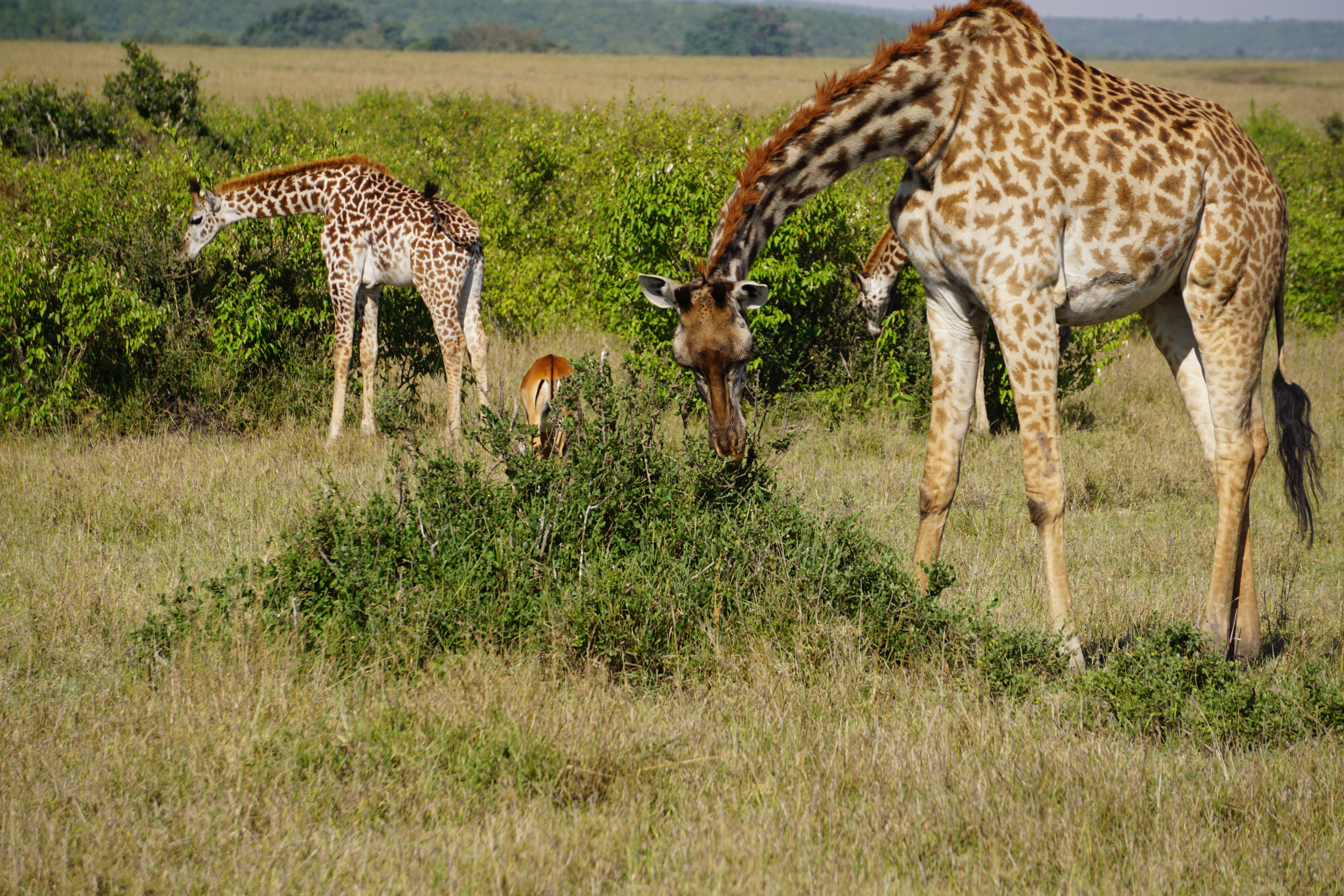 Vegan Travel - Safari in Kenya's Masai Mara Day#1