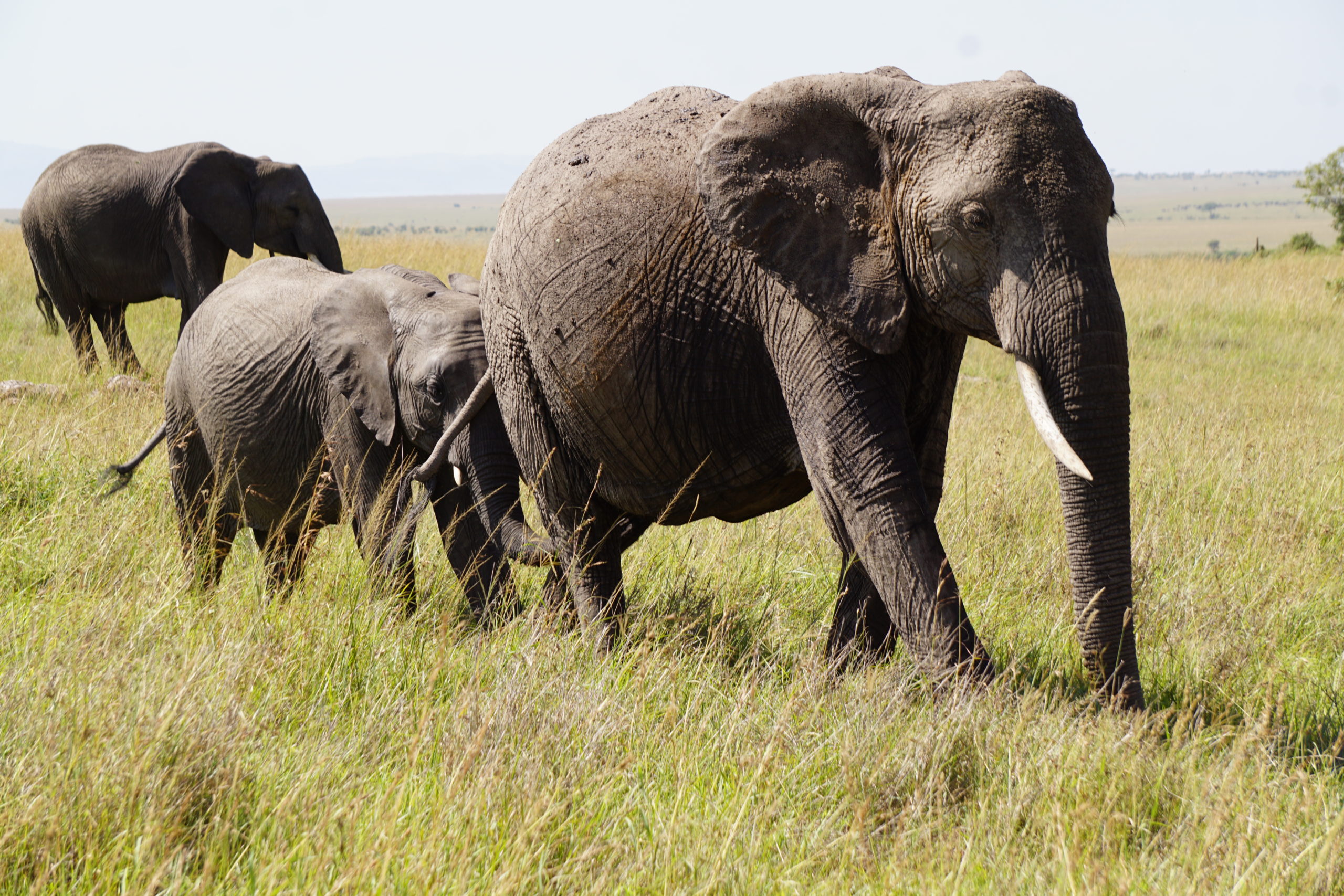 Vegan Travel - Hot Air Ballooning and Masai Tribe Visit at Masai Mara in Kenya